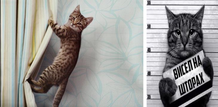 Кошка Аська катается на шторах